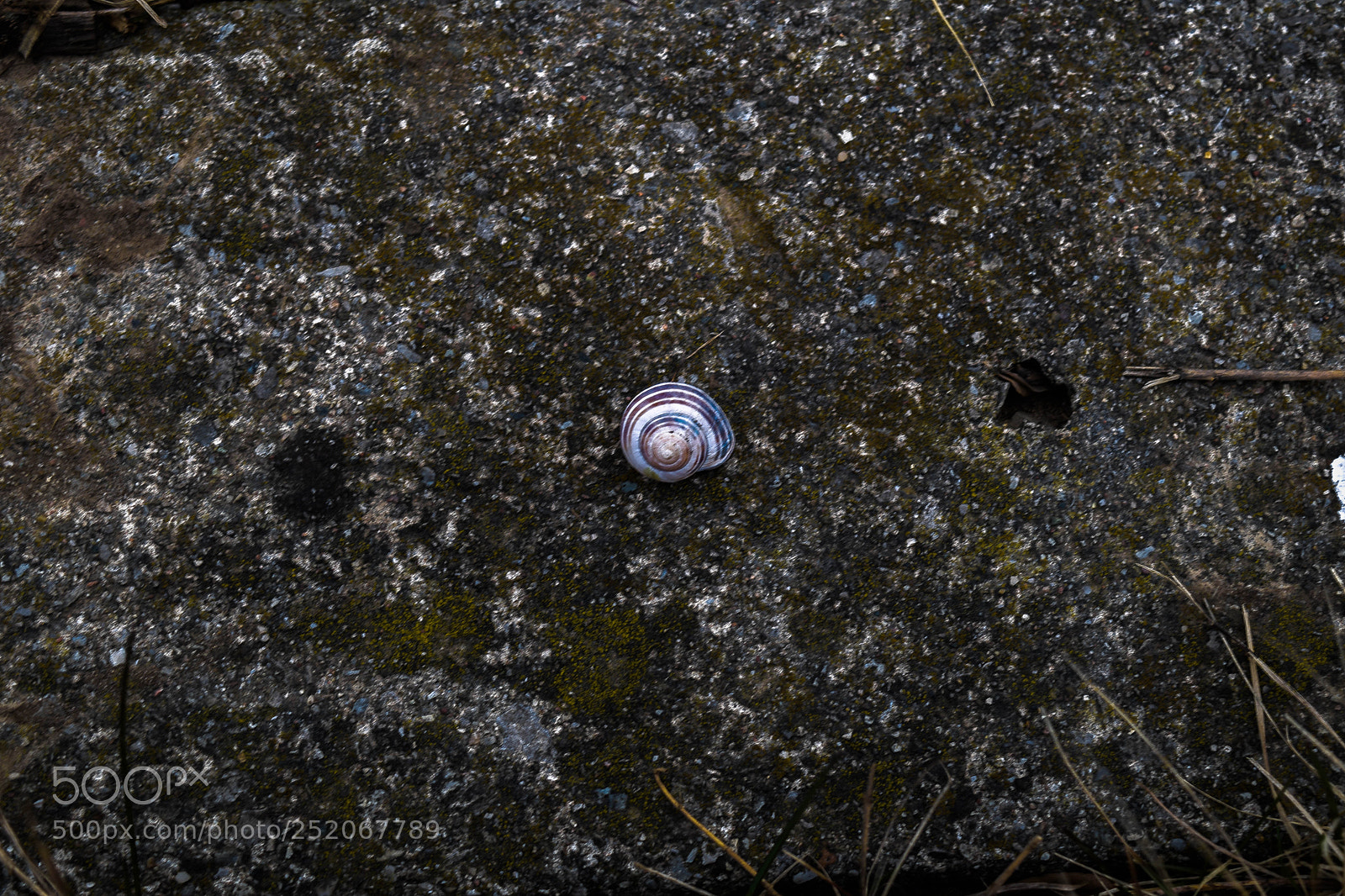 Nikon D3300 sample photo. Snail photography