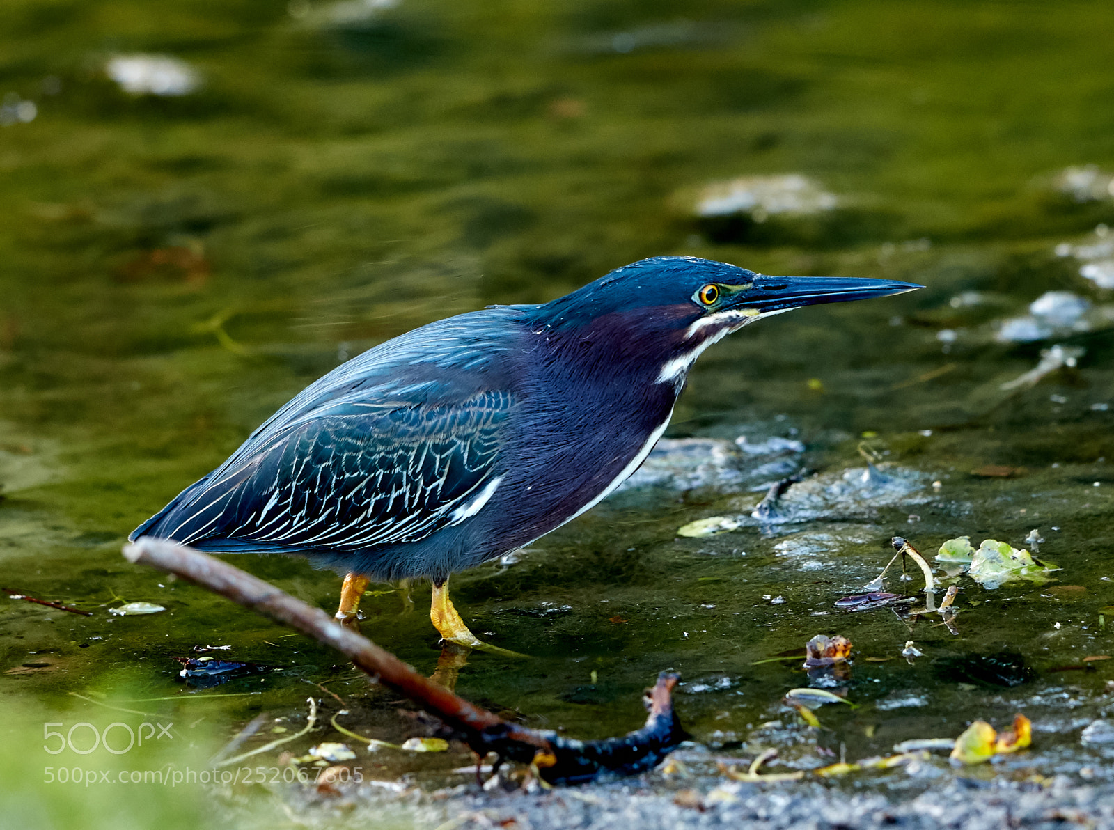 Canon EOS 5DS R sample photo. 04-03-18-0010556.jpg photography