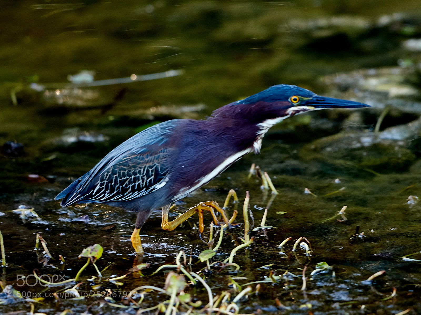 Canon EOS 5DS R sample photo. 04-03-18-0010549.jpg photography