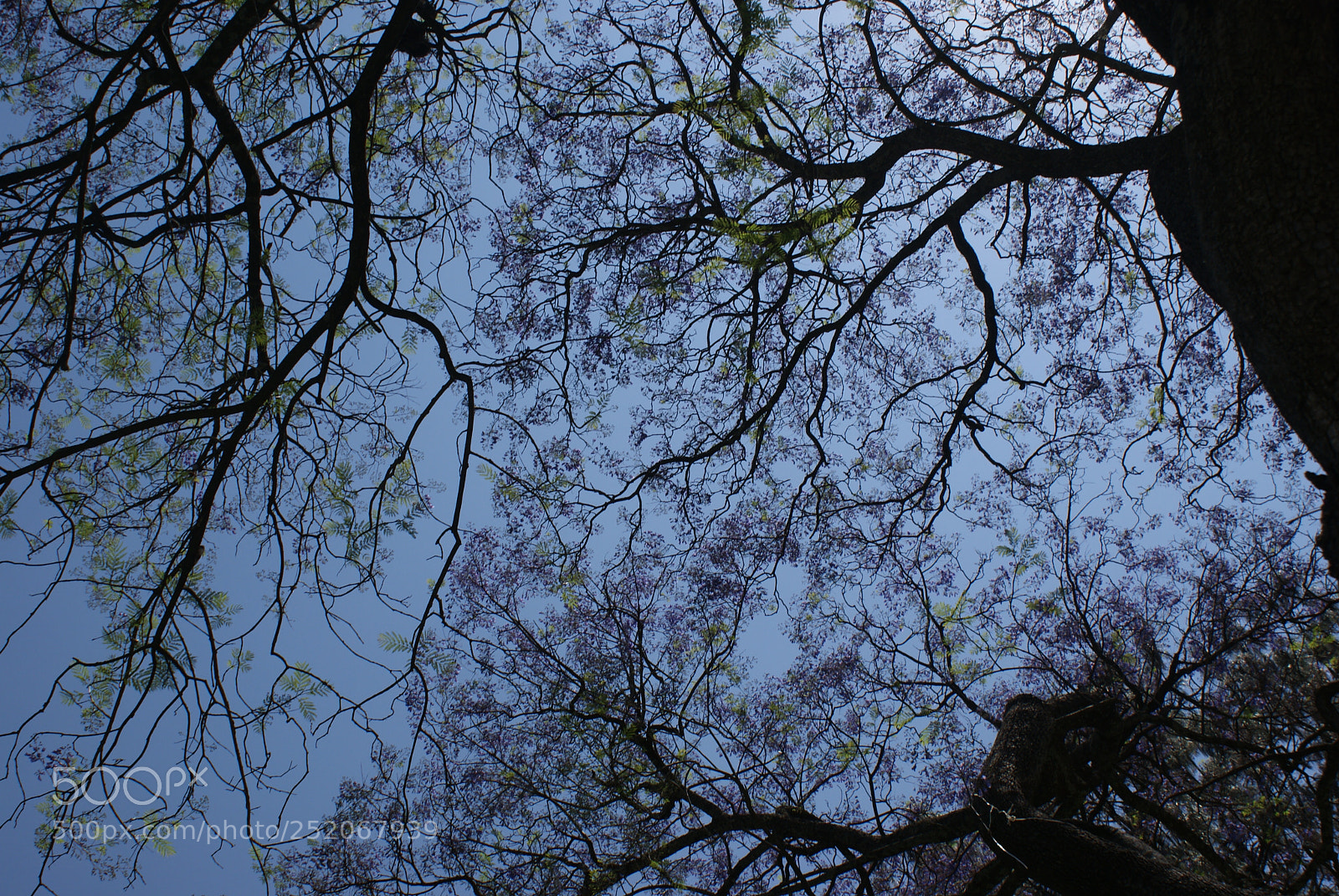 Sony DT 18-70mm F3.5-5.6 sample photo. Ramas photography