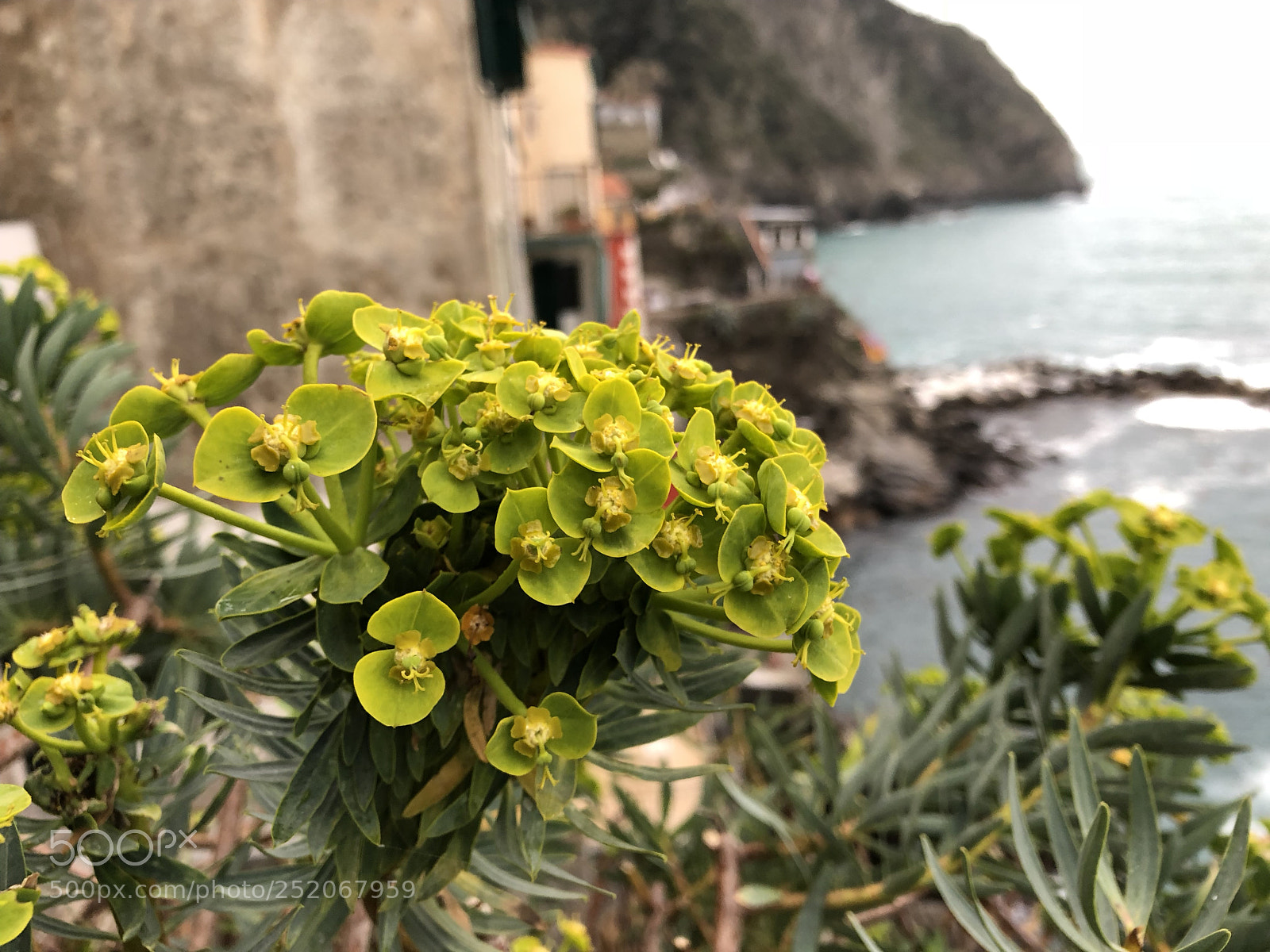 Apple iPhone 8 Plus sample photo. Flower photography