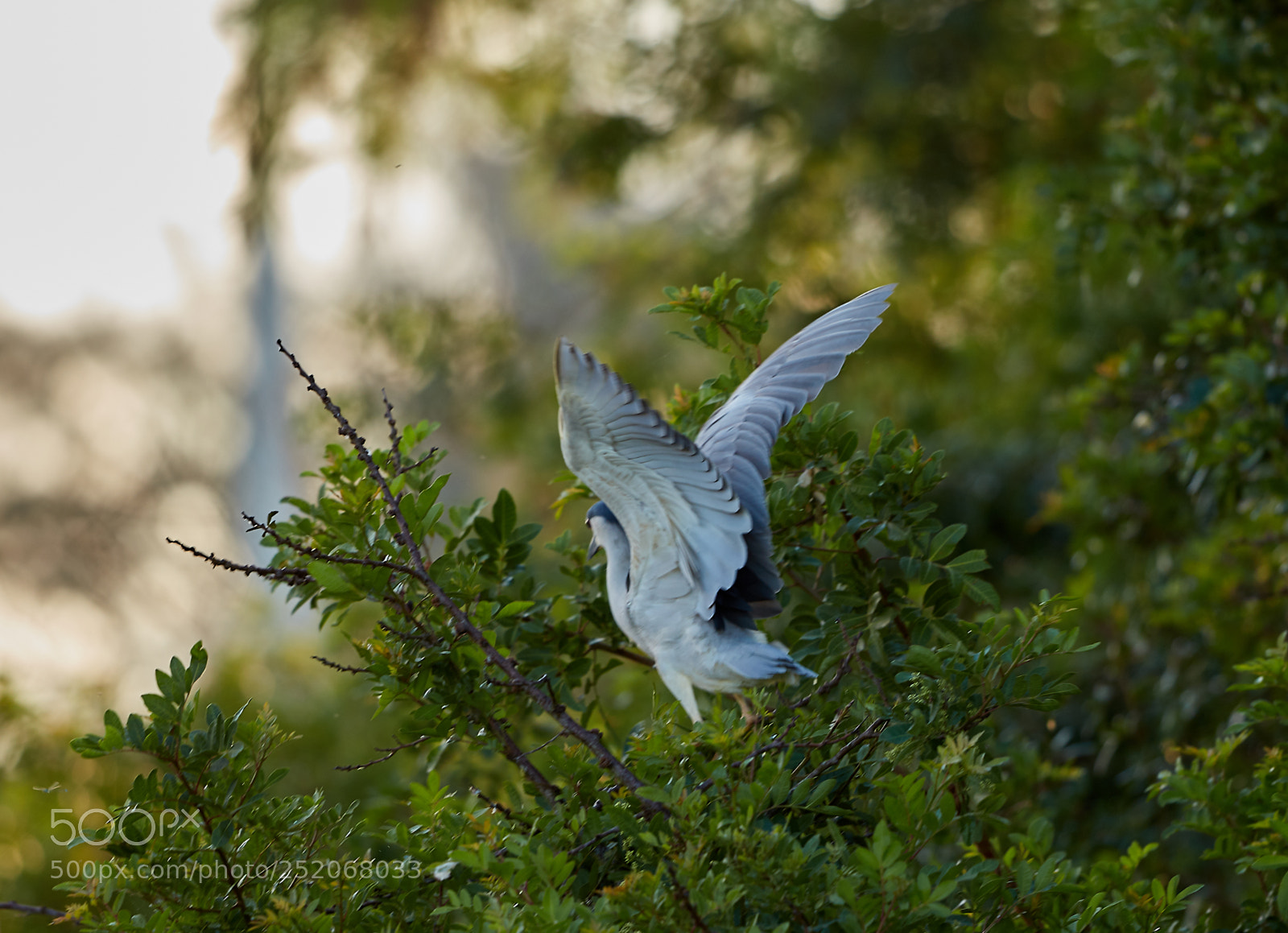 Canon EOS 5DS R sample photo. 04-03-18-0010545.jpg photography