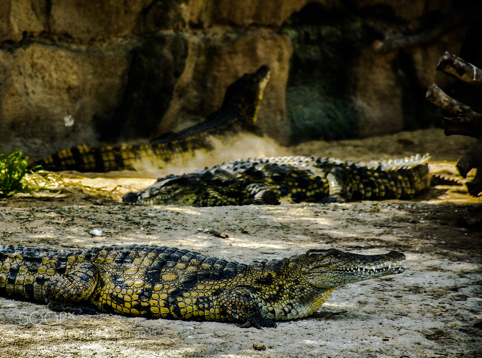 Nikon D7200 sample photo. Crocodile photography
