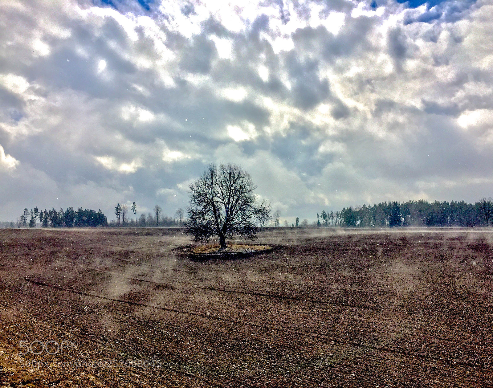 Apple iPhone 6 sample photo. Tree in the field photography
