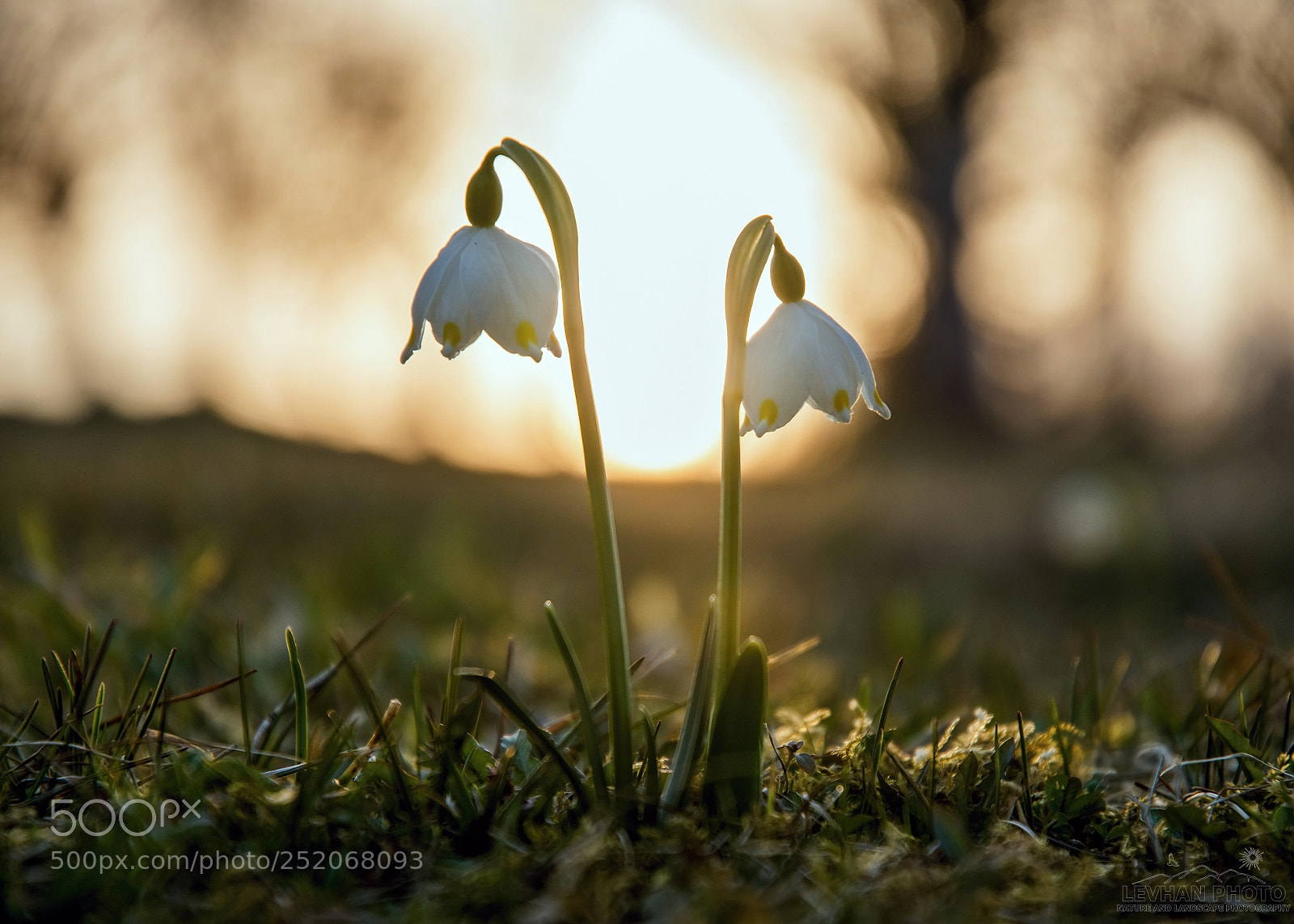 Nikon D500 sample photo. Spring sunset photography