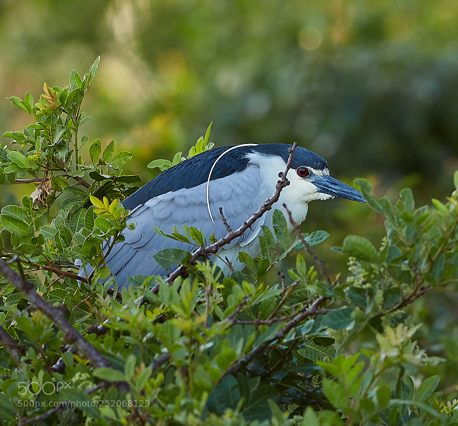 Canon EOS 5DS R sample photo. 04-03-18-0010542.jpg photography