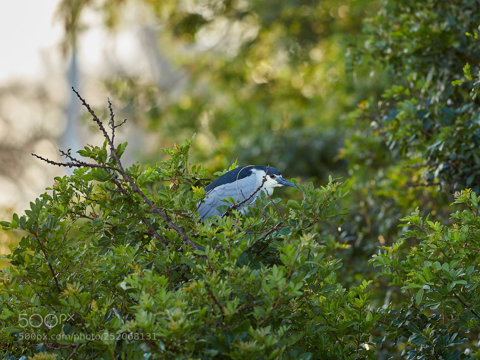 Canon EOS 5DS R sample photo. 04-03-18-0010541.jpg photography