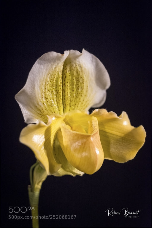 Nikon D7200 sample photo. Miss yellow orchid photography