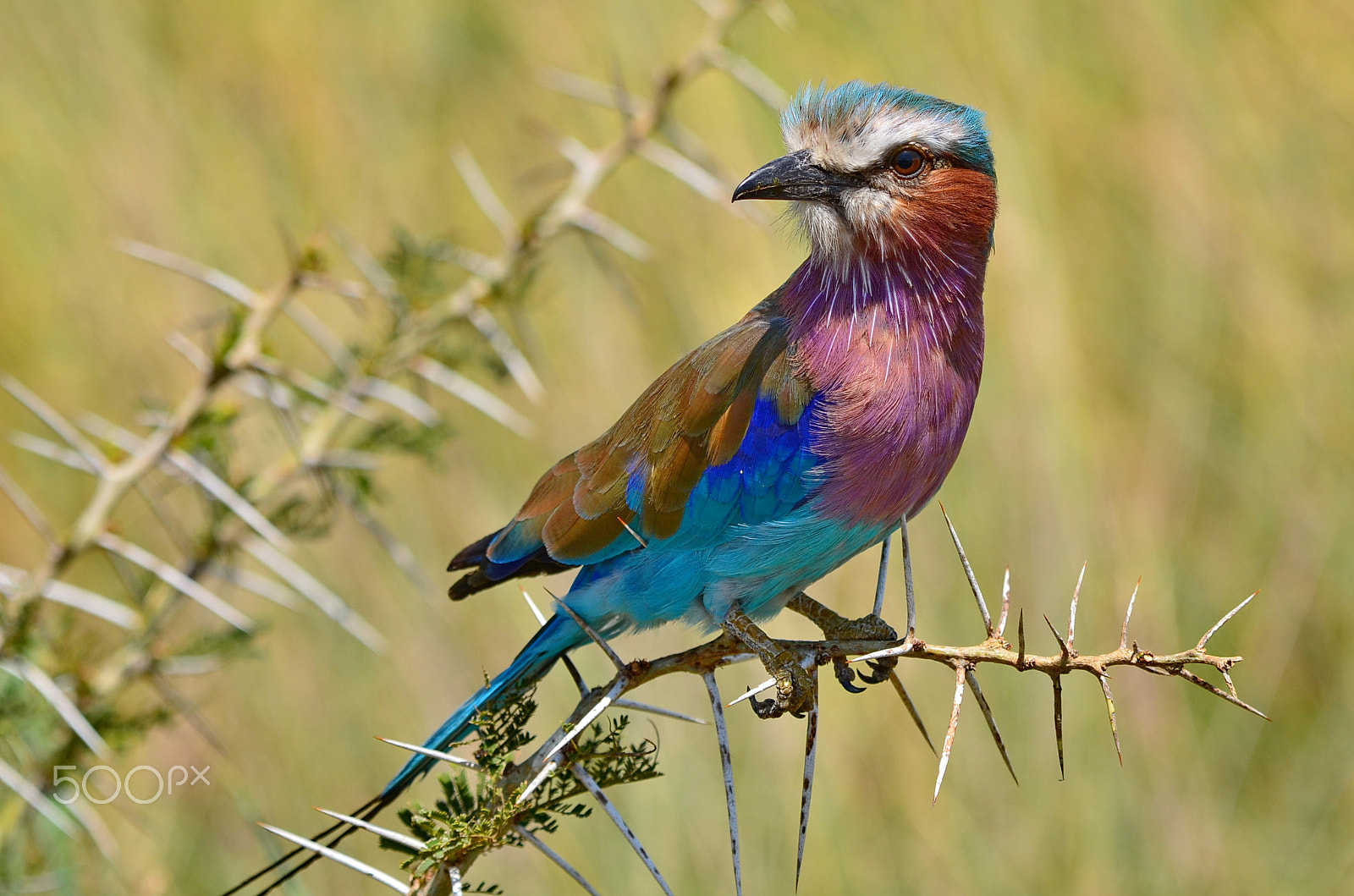 Nikon AF-S Nikkor 200-500mm F5.6E ED VR sample photo. Bird photography