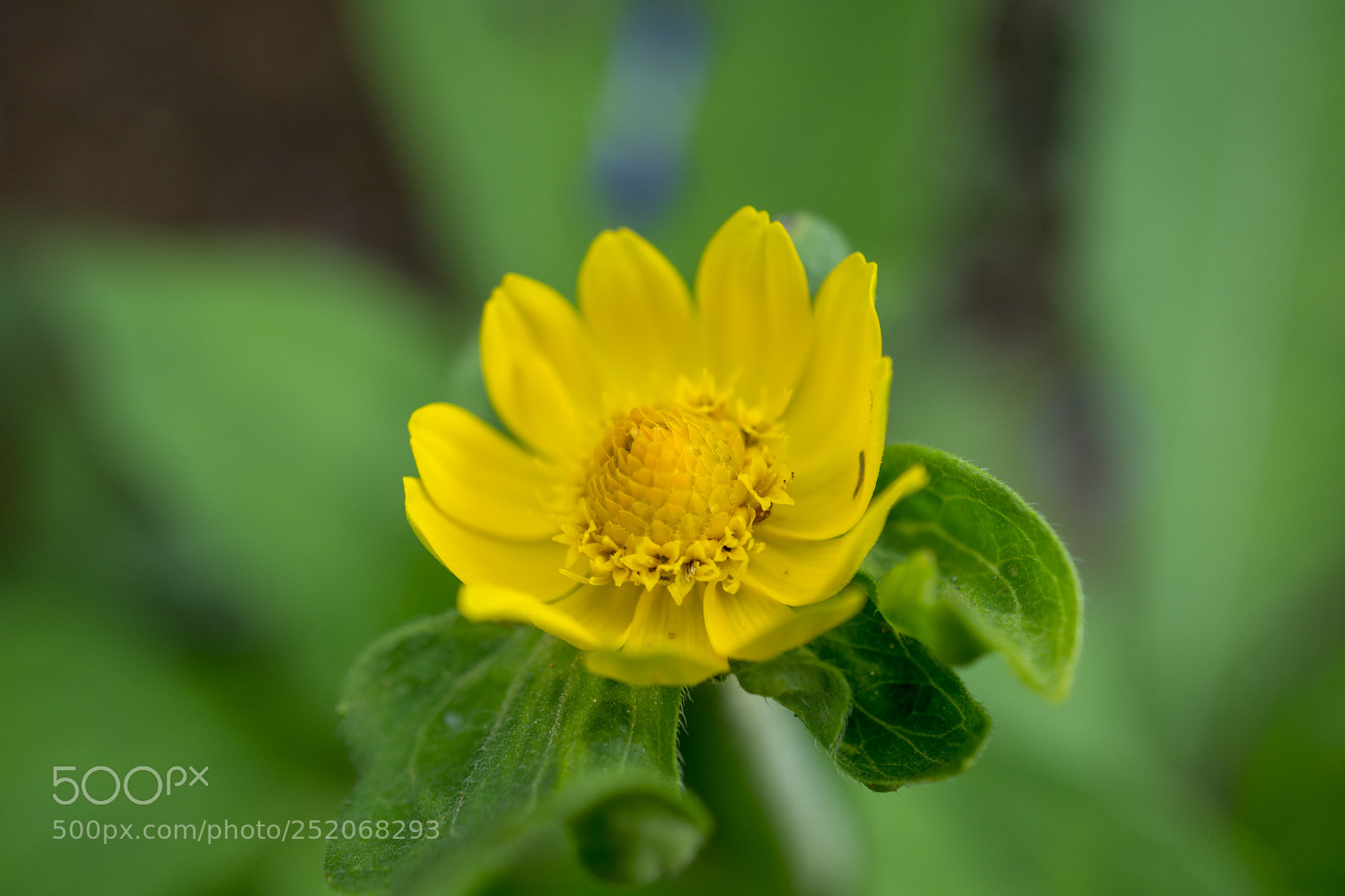 Sony a6000 sample photo. Flower photography