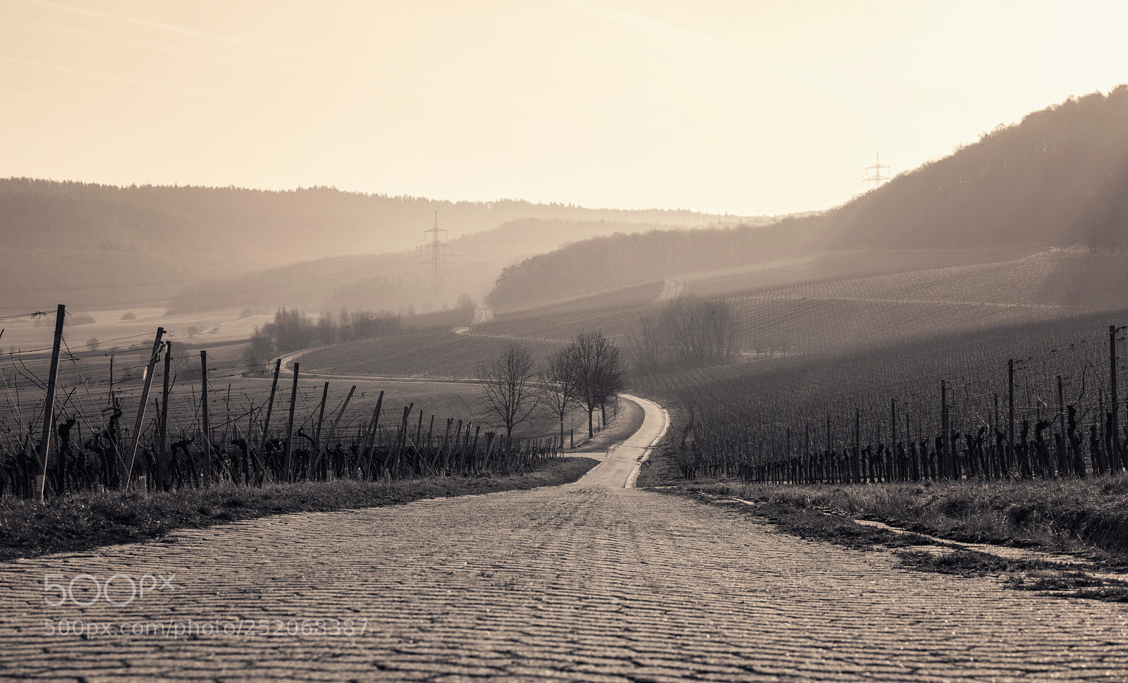 Sony a7 sample photo. Romantic vineyard landscape view photography