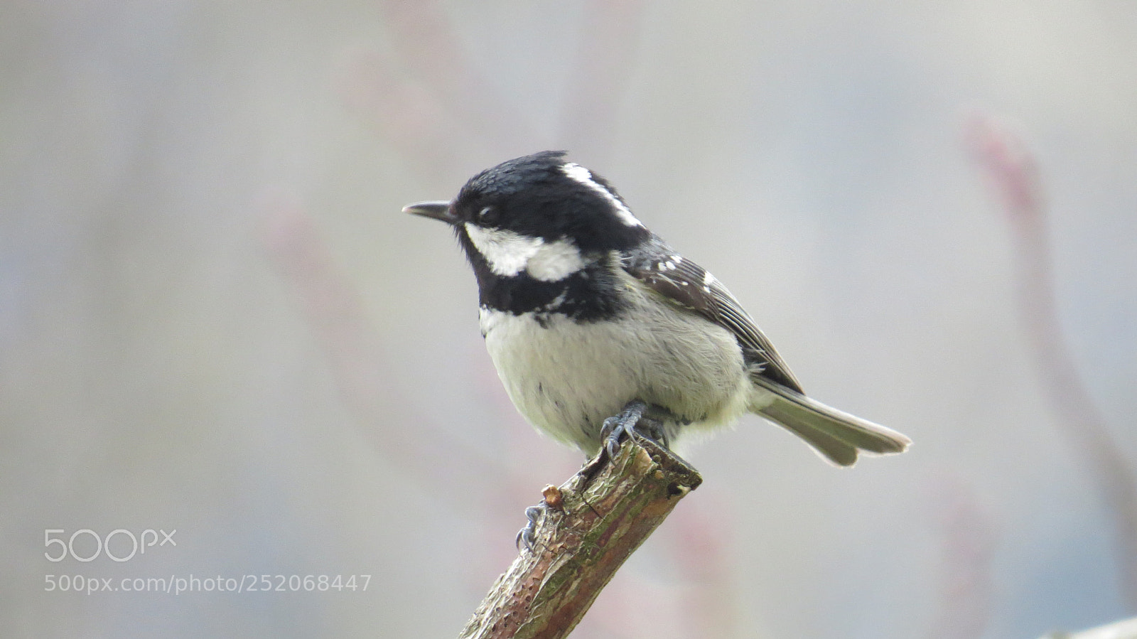 Canon PowerShot SX50 HS sample photo. Coal tit photography