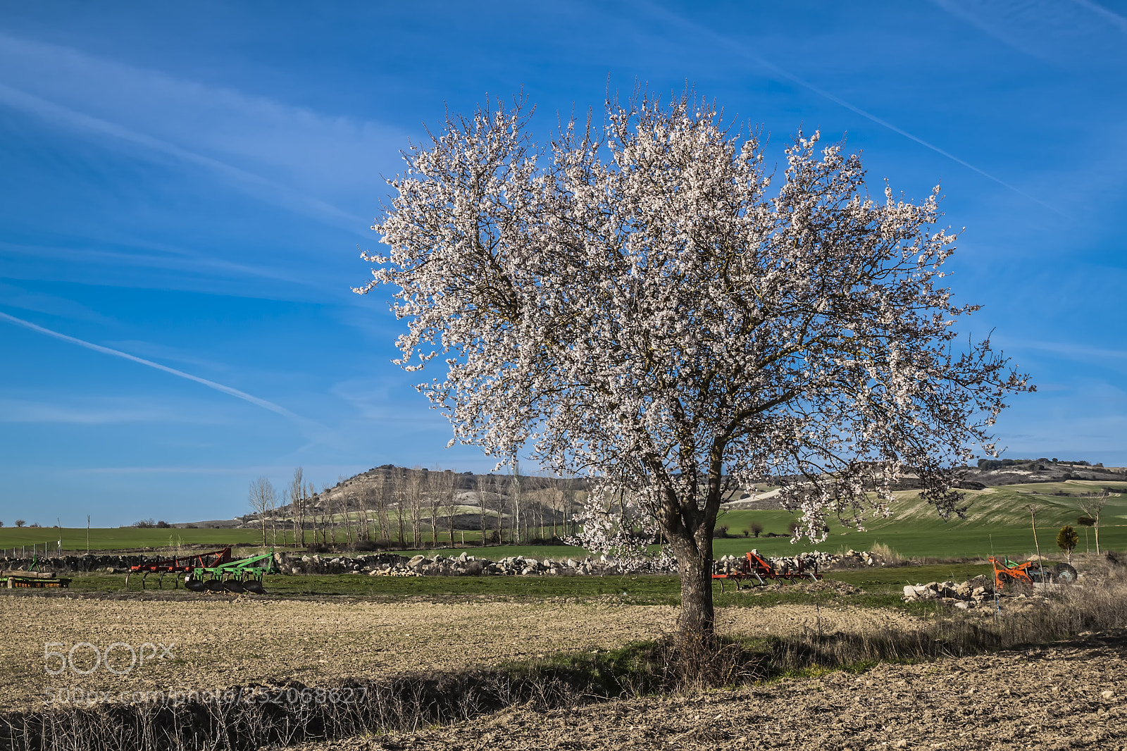 Canon EOS 500D (EOS Rebel T1i / EOS Kiss X3) sample photo. Almond tree photography