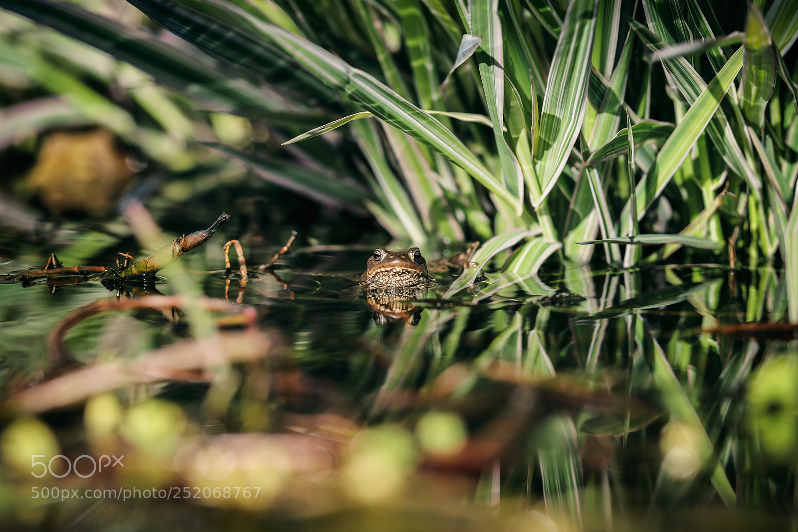 Canon EOS 80D sample photo. Pond guest photography