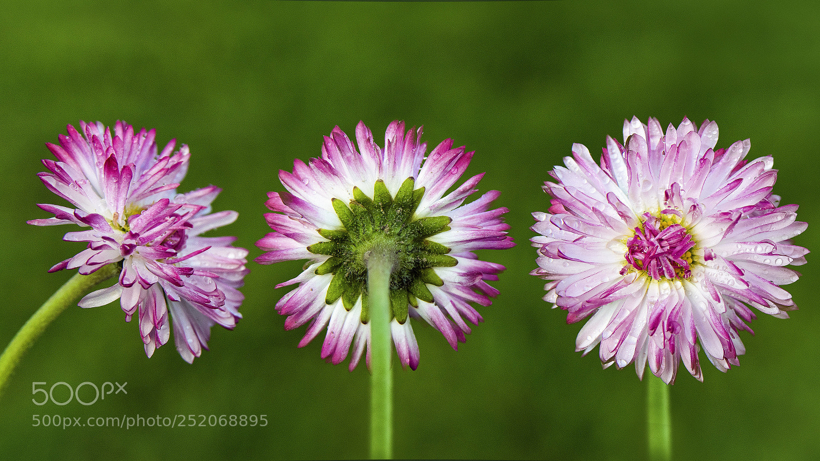 Nikon D3300 sample photo. Flowers photography