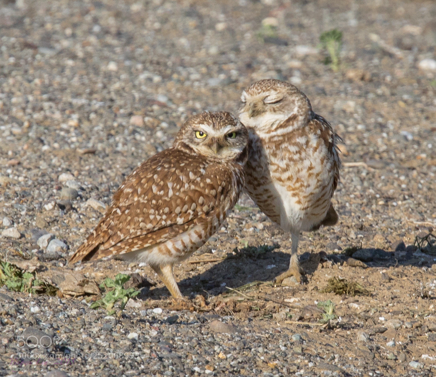 Canon EOS 5D Mark IV sample photo. Burrowing owl img 3980-1.jpg photography