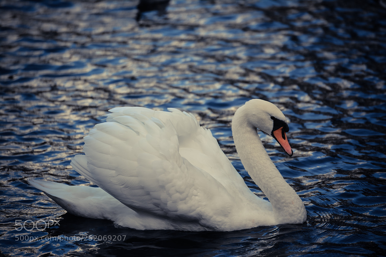 Nikon D5200 sample photo. A queen swan photography