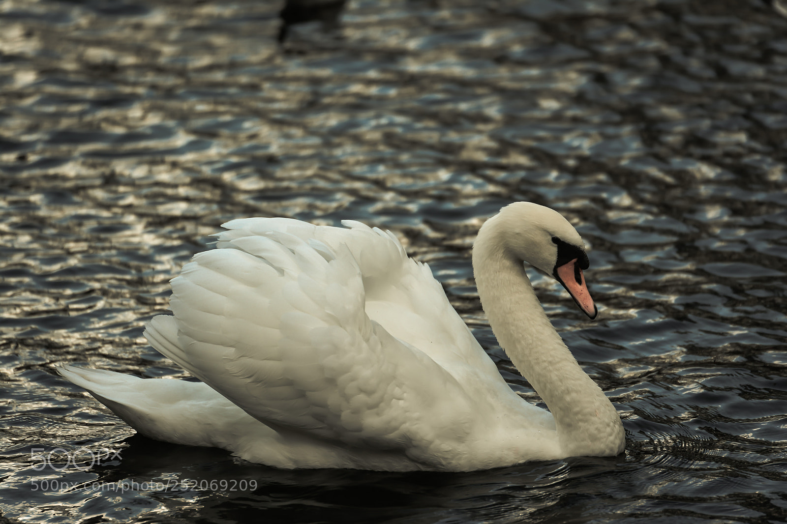Nikon D5200 sample photo. Swimming swan photography