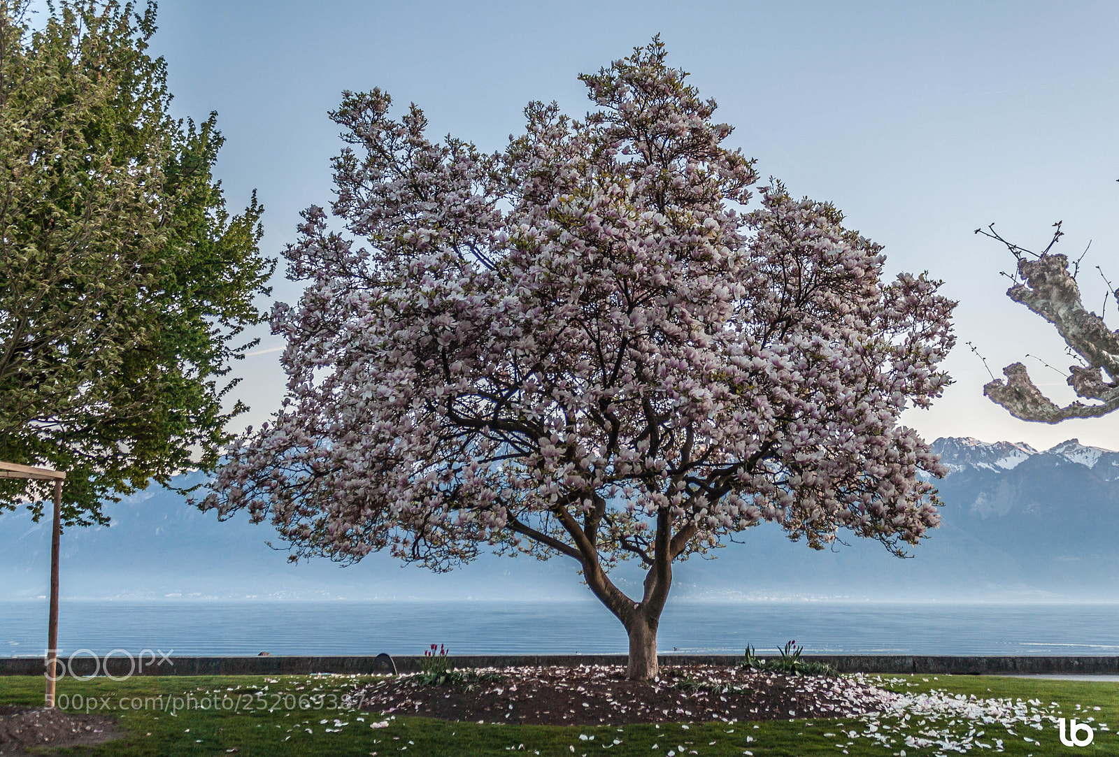 Canon EOS 500D (EOS Rebel T1i / EOS Kiss X3) sample photo. Leman tree photography