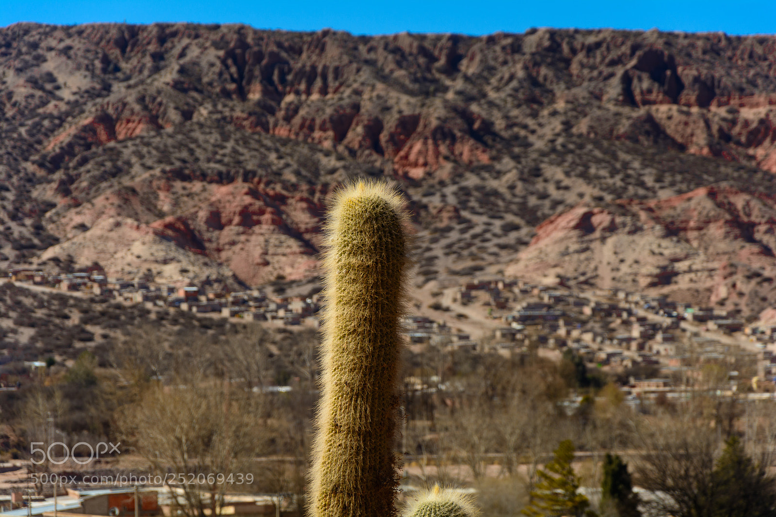 Nikon D7100 sample photo. Cactus photography