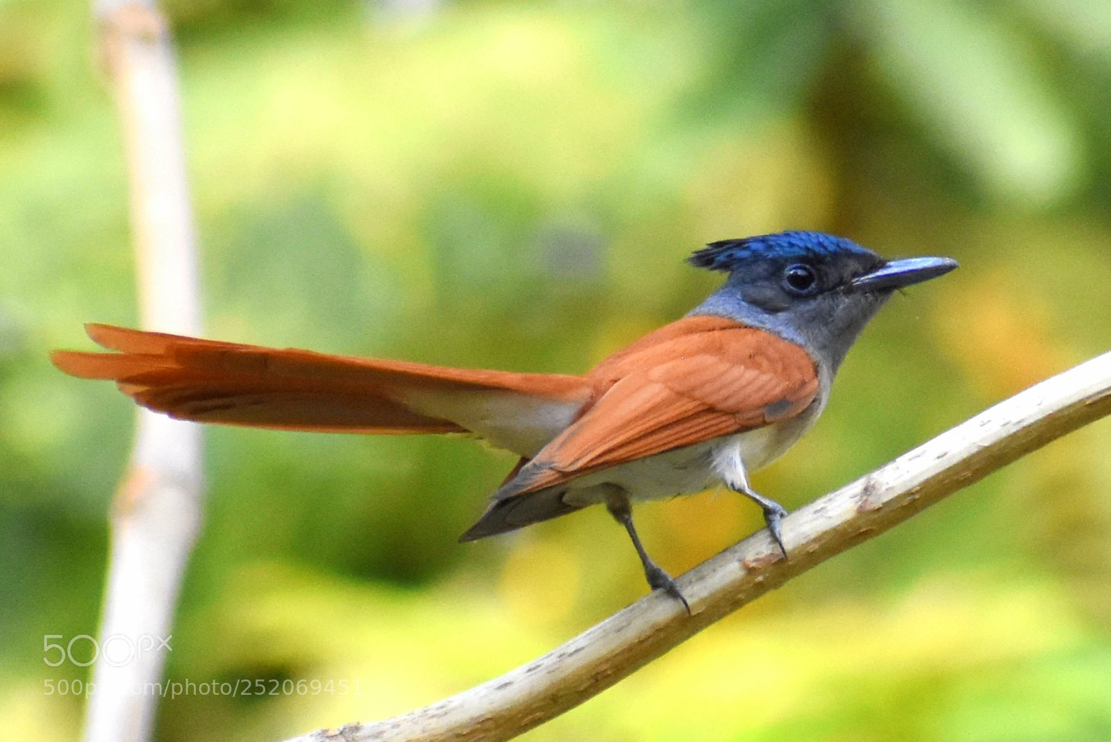 Nikon D7200 sample photo. Paradise flycatcher female photography