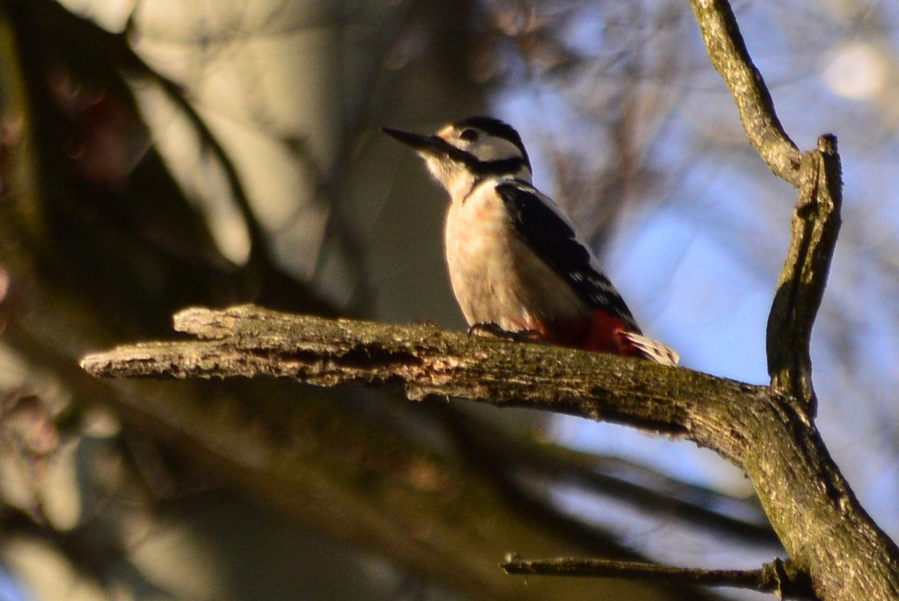 Nikon D3200 + Sigma 18-250mm F3.5-6.3 DC Macro OS HSM sample photo. Little me or great spotted woodpecker photography