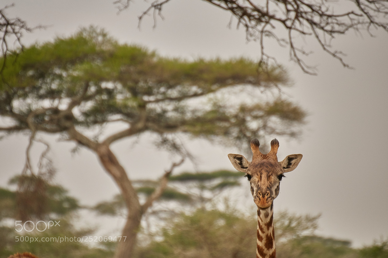 Canon EOS 760D (EOS Rebel T6s / EOS 8000D) sample photo. Curious giraffe photography