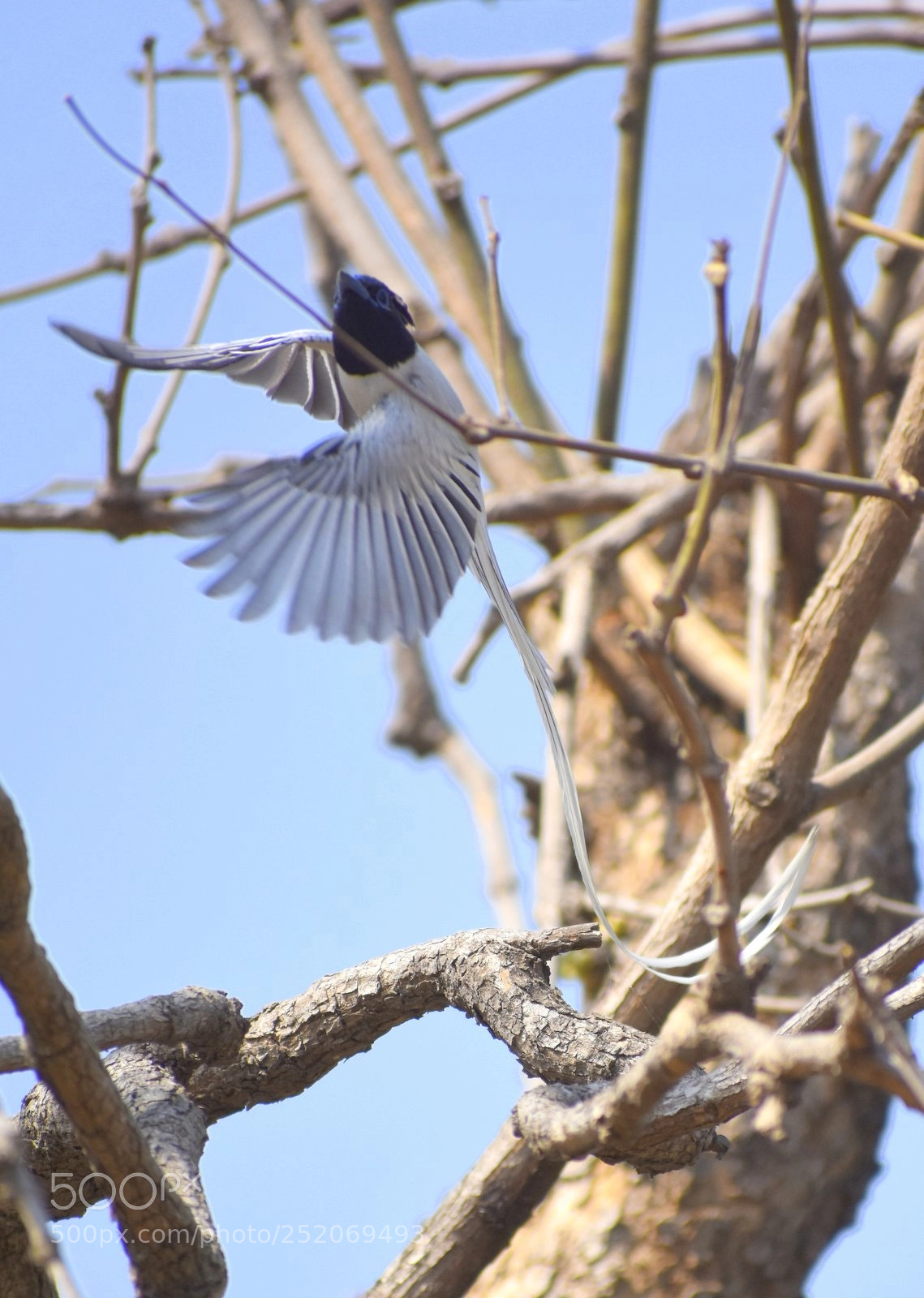 Nikon D7200 sample photo. Paradise flycatcher photography