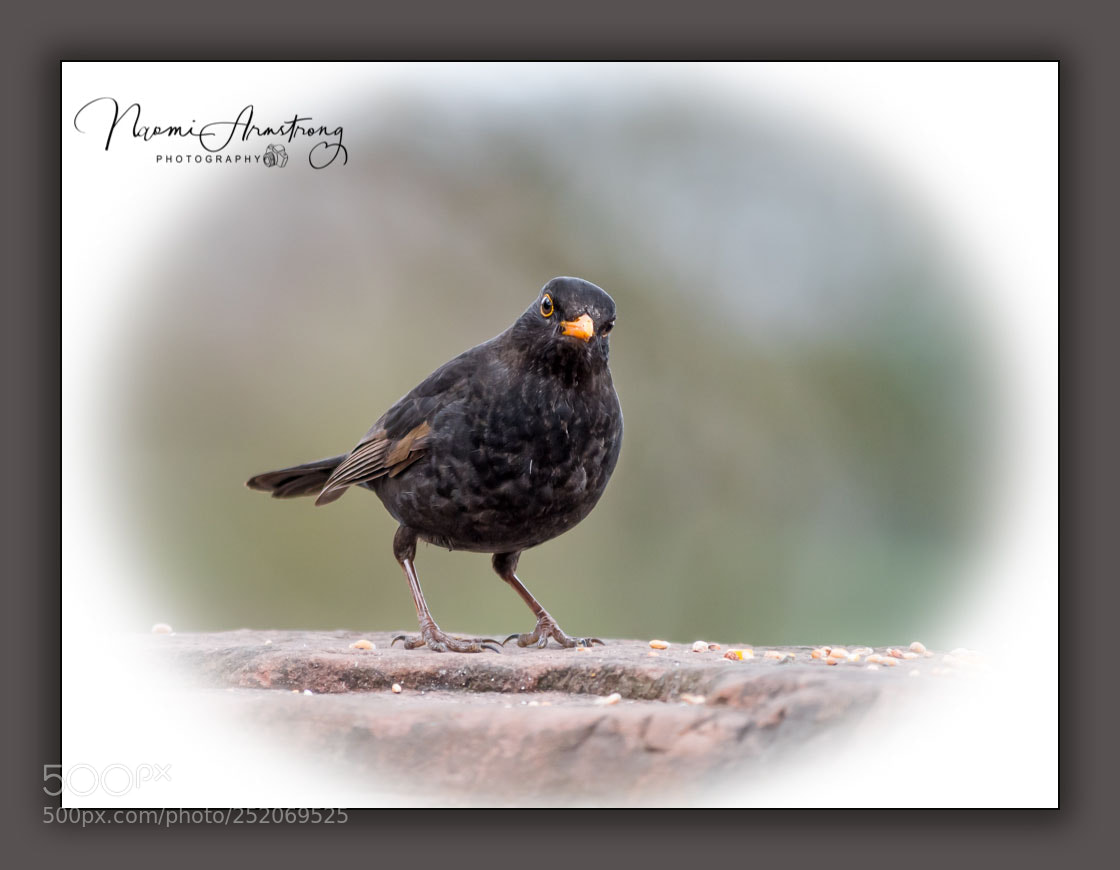 Panasonic Lumix DMC-GX8 sample photo. Blackbird photography
