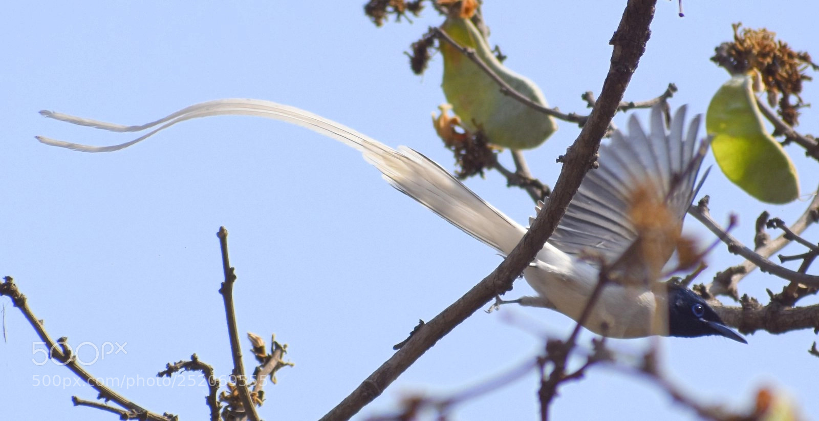 Nikon D7200 sample photo. Paradise flycatcher photography