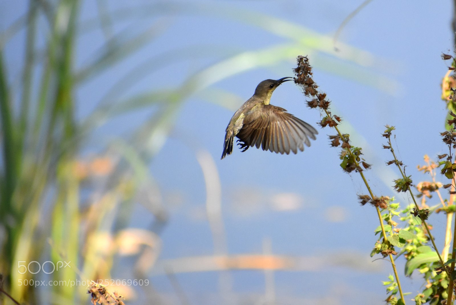Nikon D7200 sample photo. Tailor bird photography