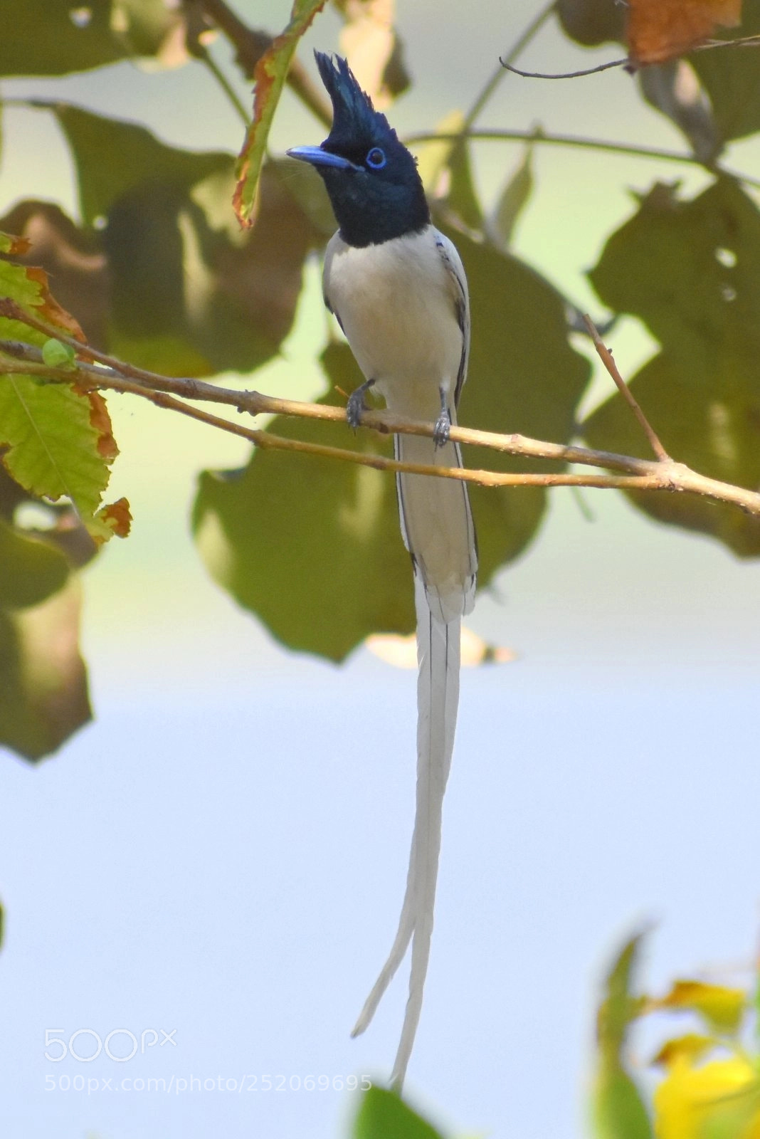 Nikon D7200 sample photo. Paradise flycatcher photography