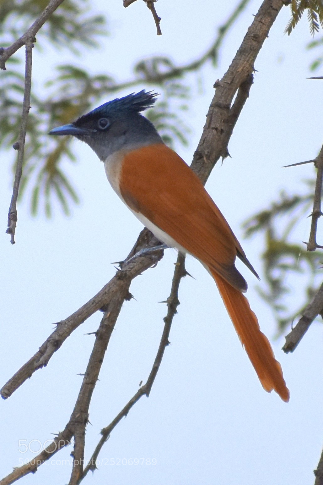 Nikon D7200 sample photo. Paradise flycatcher female photography