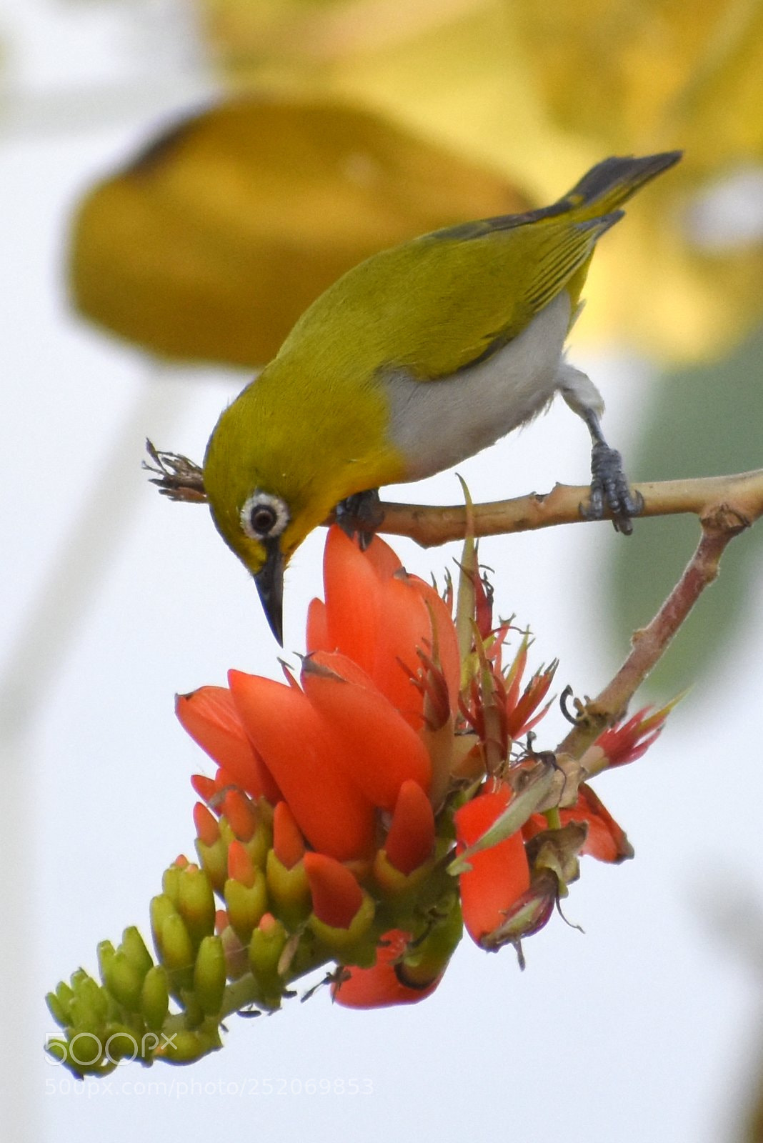 Nikon D7200 sample photo. White eye photography