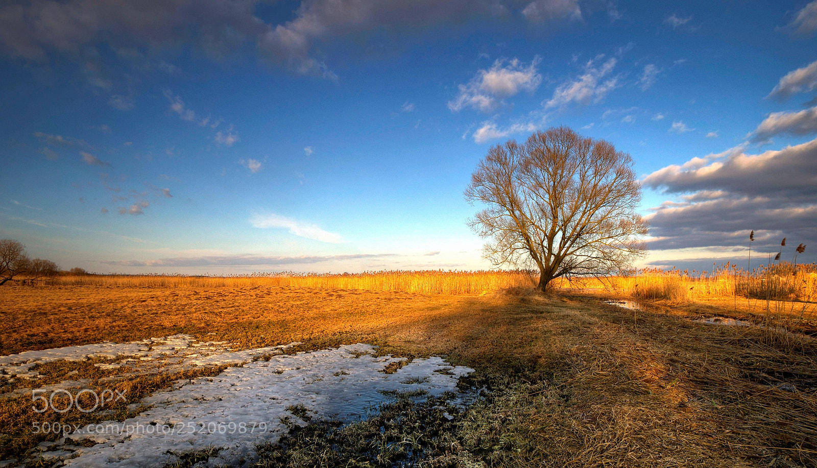 Pentax K-30 sample photo. The afternoon tree photography