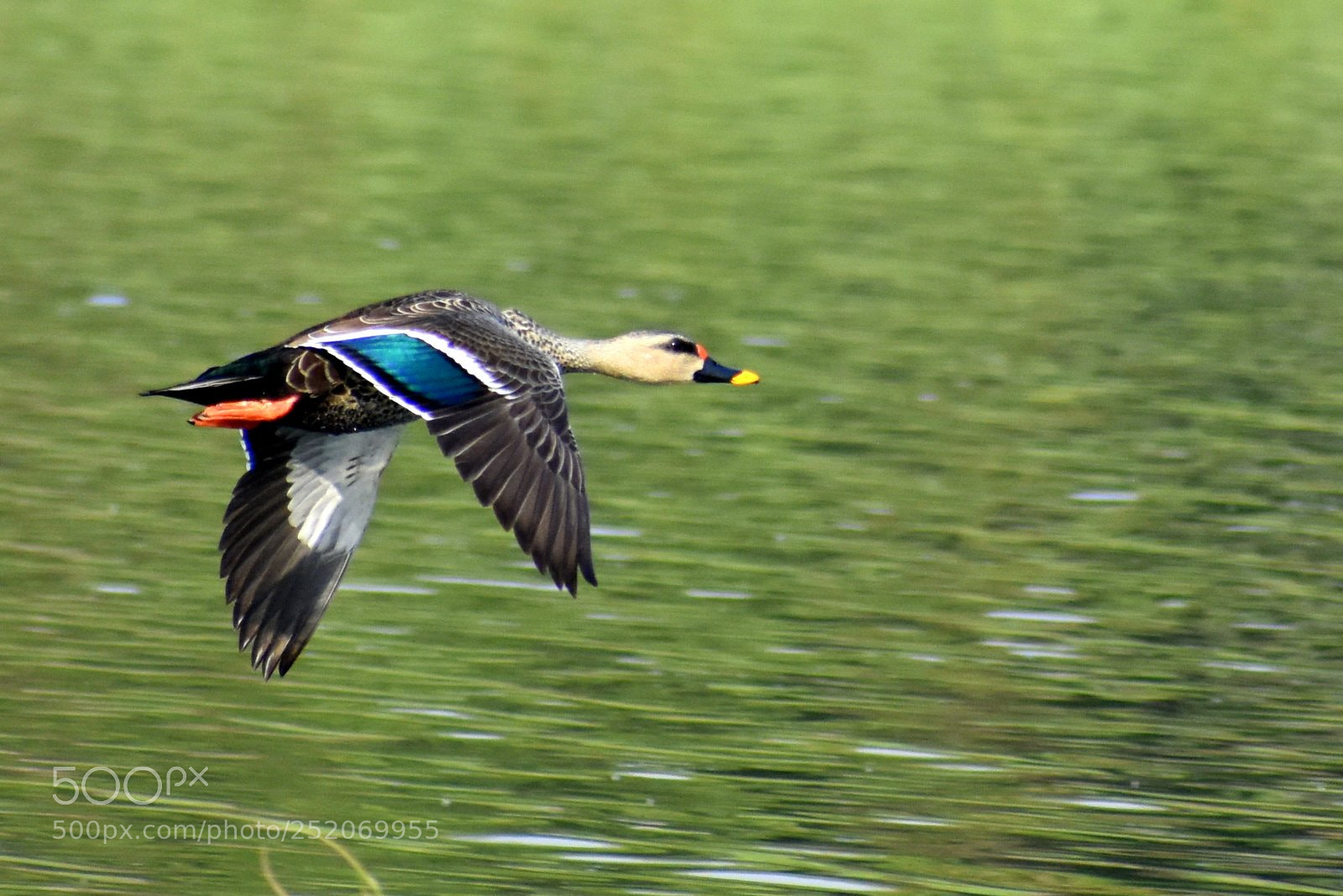 Nikon D7200 sample photo. Duck photography