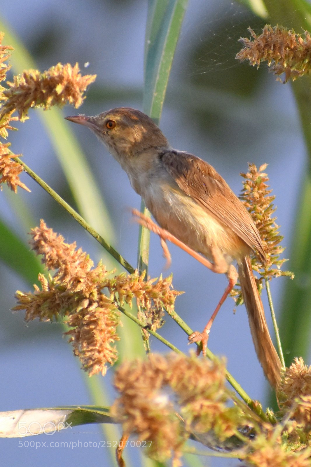 Nikon D7200 sample photo. Tailor bird photography