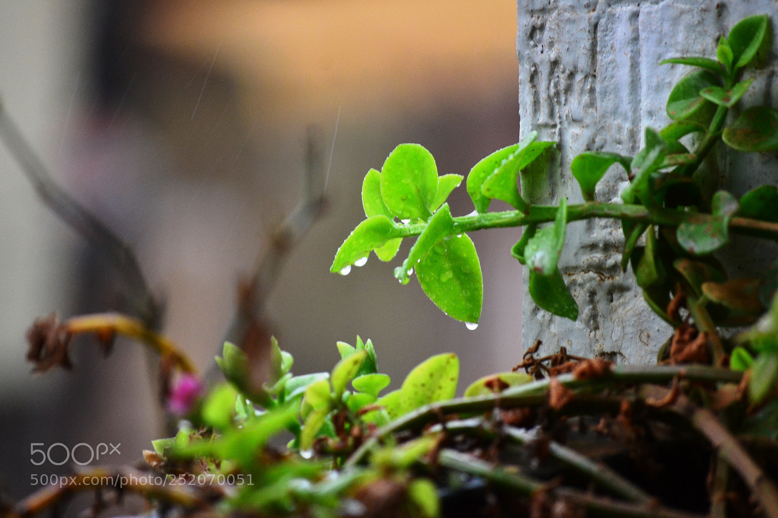 Nikon D3100 sample photo. A summer rain photography