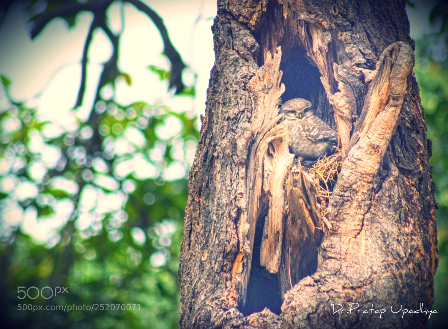 Nikon D5300 sample photo. Owl photography