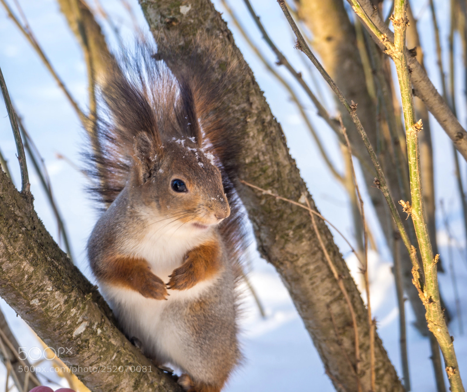 Olympus OM-D E-M10 II sample photo. Favorite animal in st photography