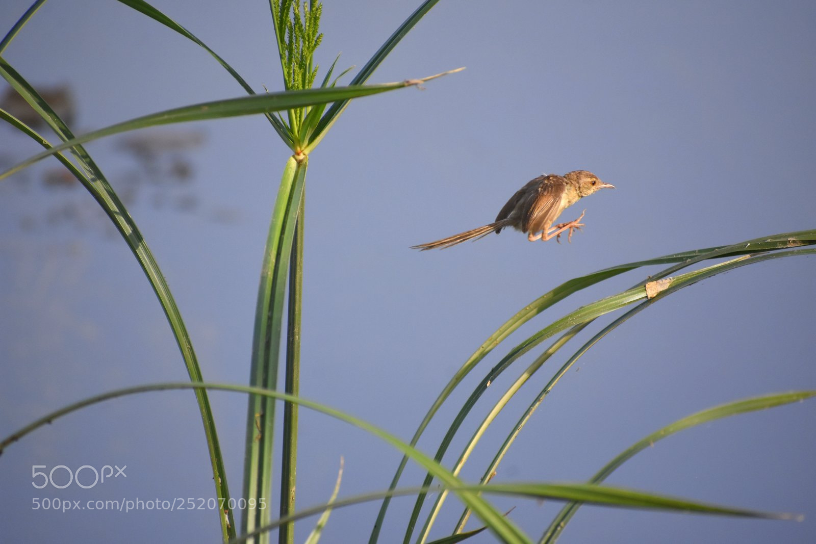 Nikon D7200 sample photo. Jump photography