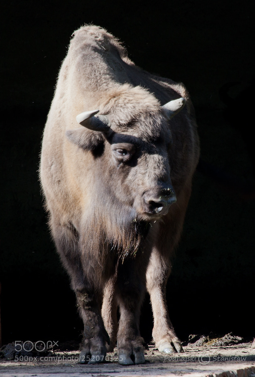 Canon EOS 5D Mark II sample photo. Aurochs photography