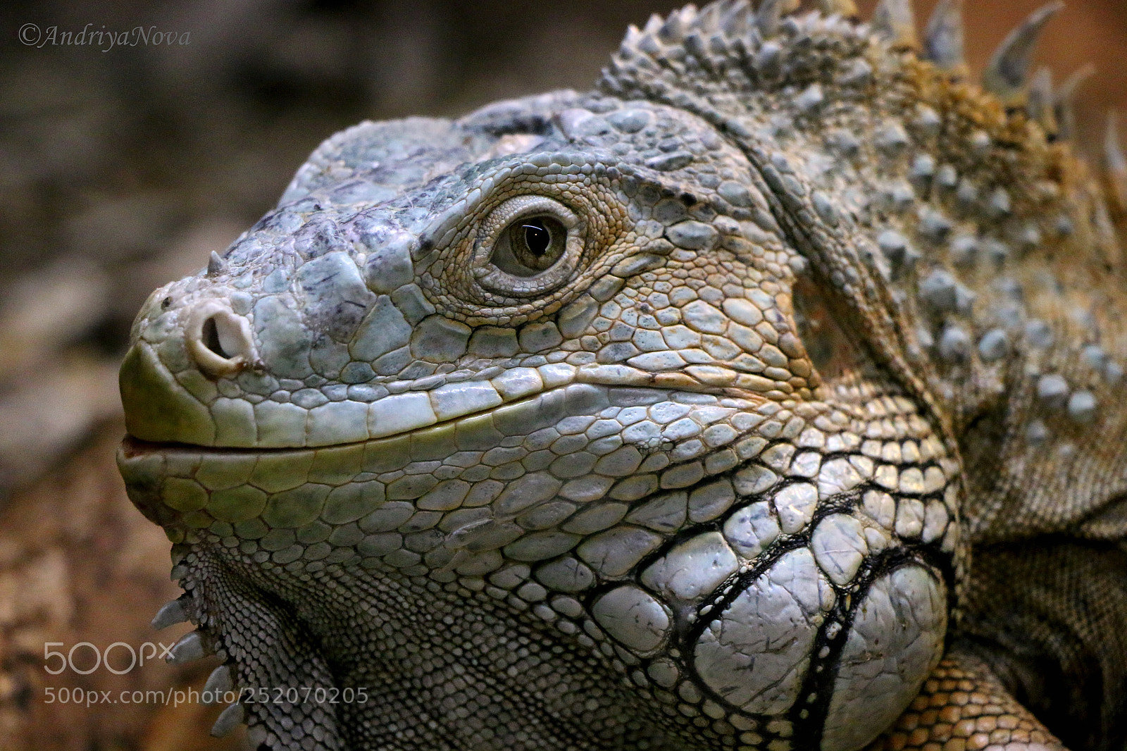 Canon EOS 70D sample photo. Iguana photography