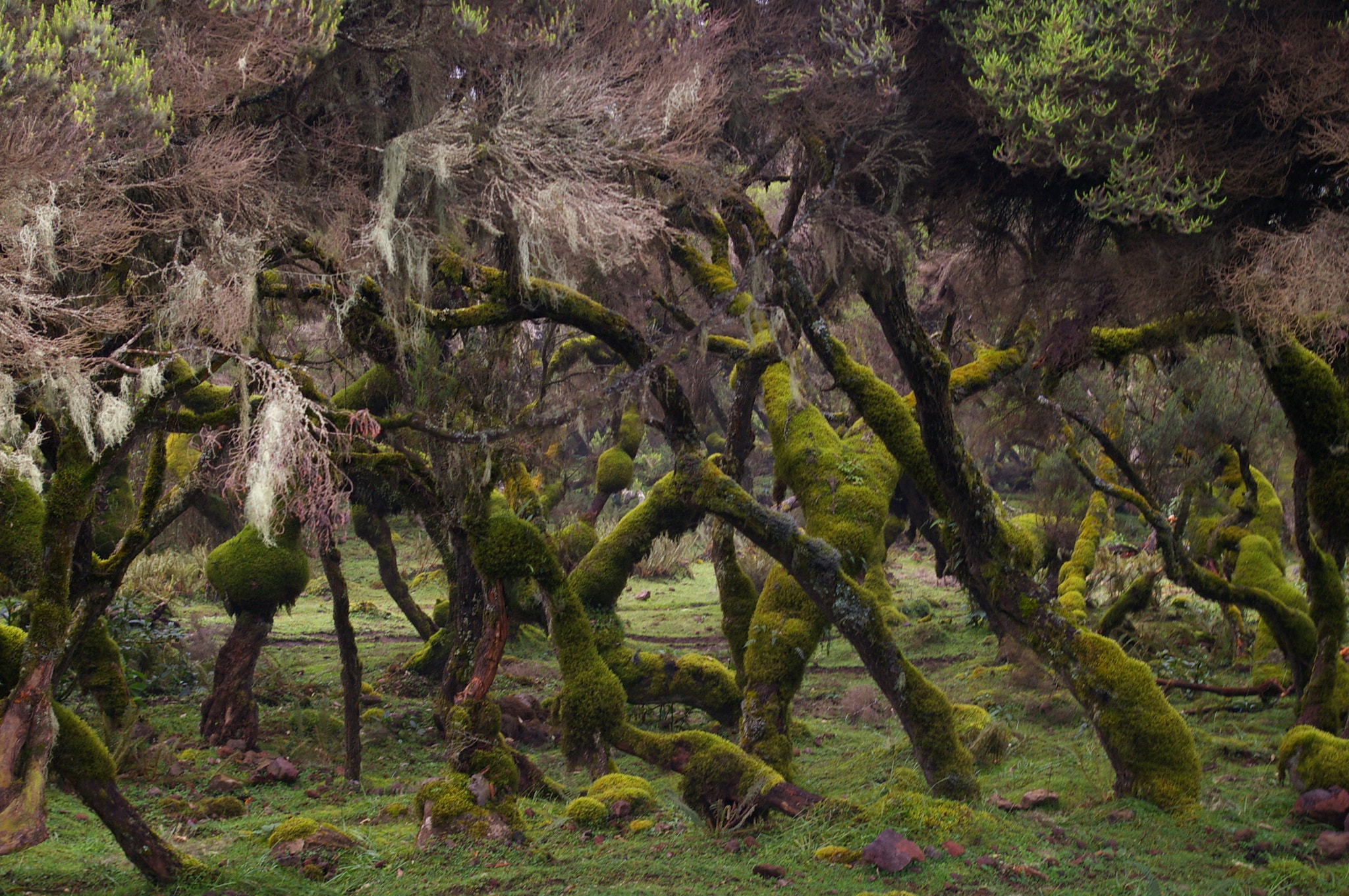 Pentax K110D + Pentax smc DA 18-55mm F3.5-5.6 AL sample photo. Enchanted forest photography