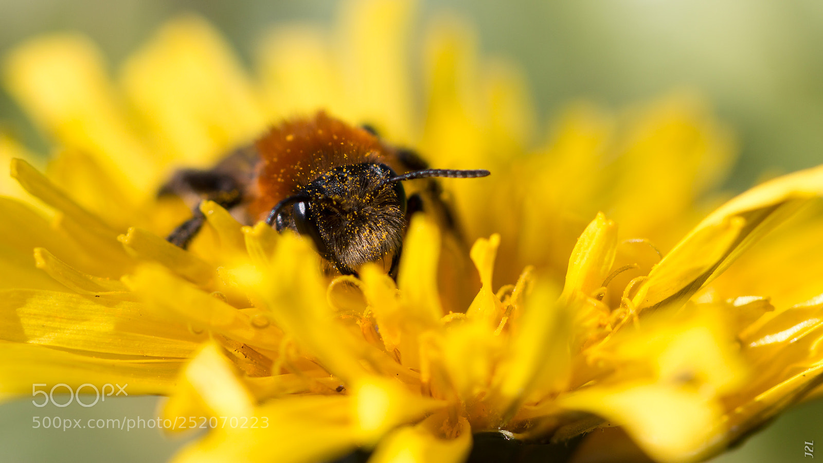 Canon EOS 70D sample photo. Animaux - abeille photography