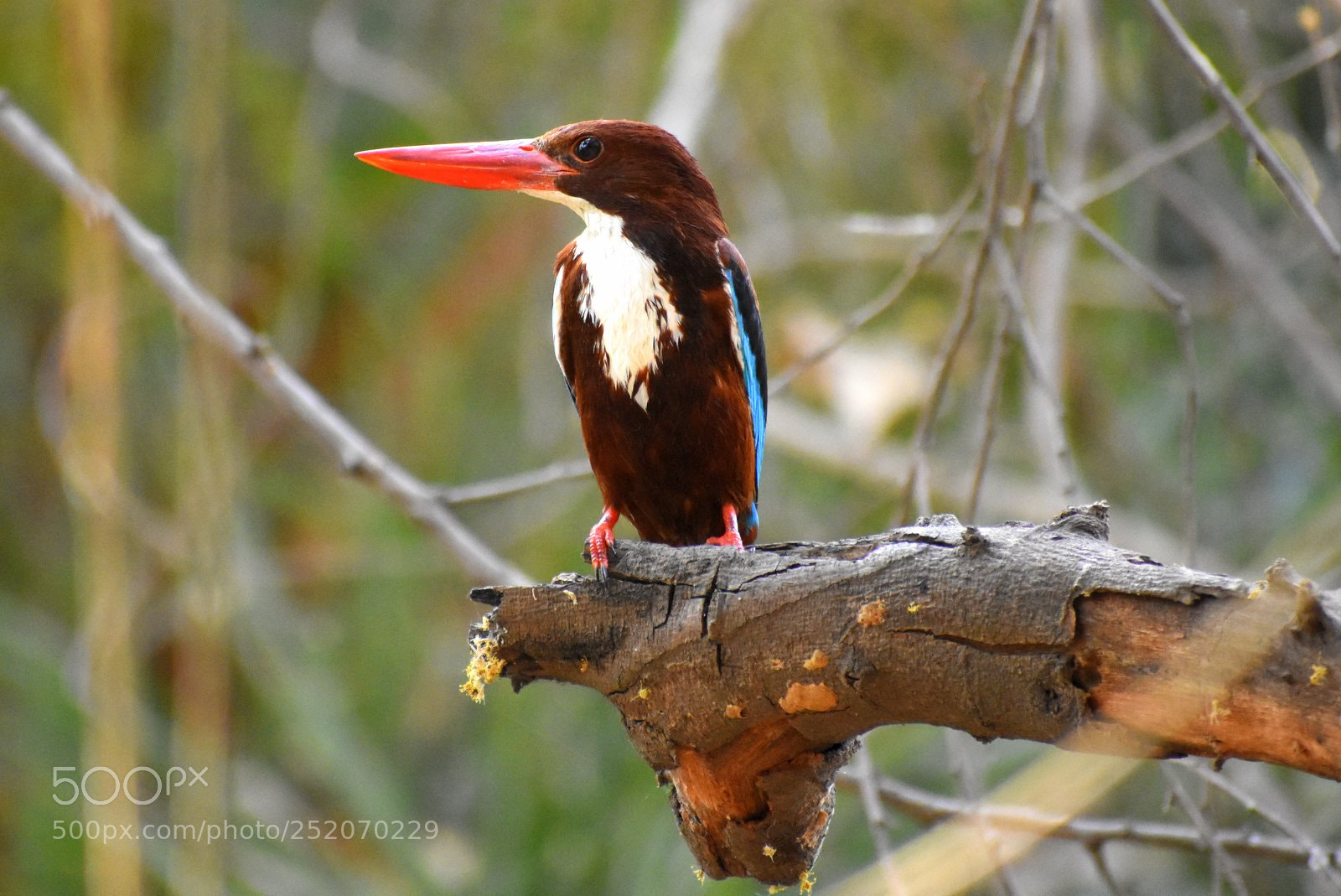 Nikon D7200 sample photo. Kingfisher photography