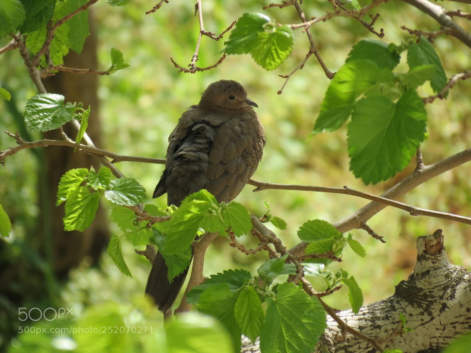 Canon PowerShot SX40 HS sample photo. Dove photography