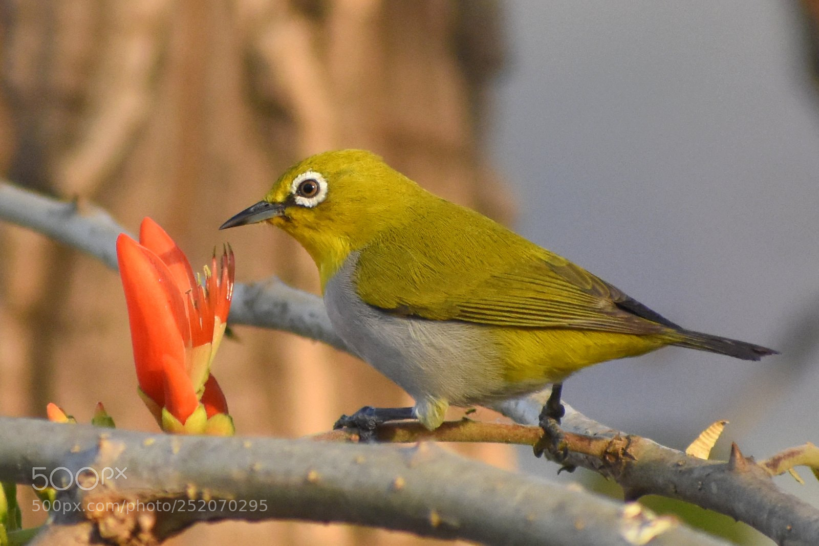 Nikon D7200 sample photo. White eye photography
