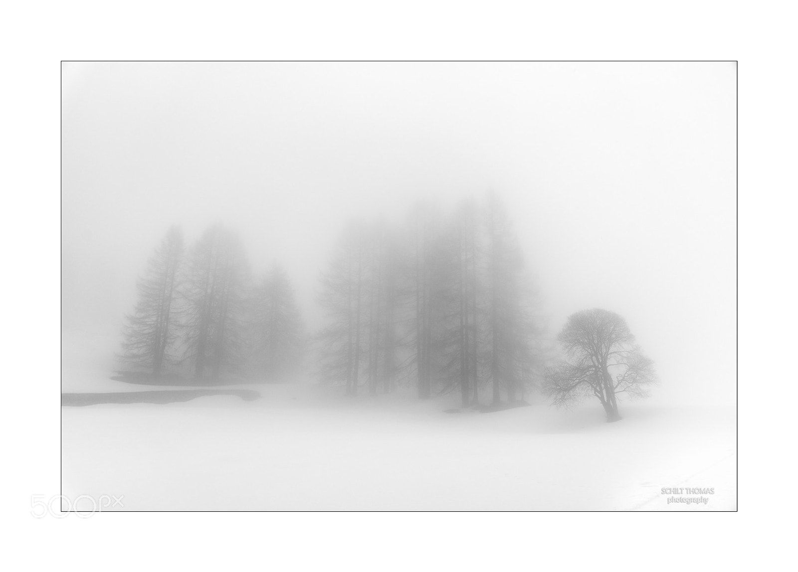Nikon D500 sample photo. Bäume im nebel photography