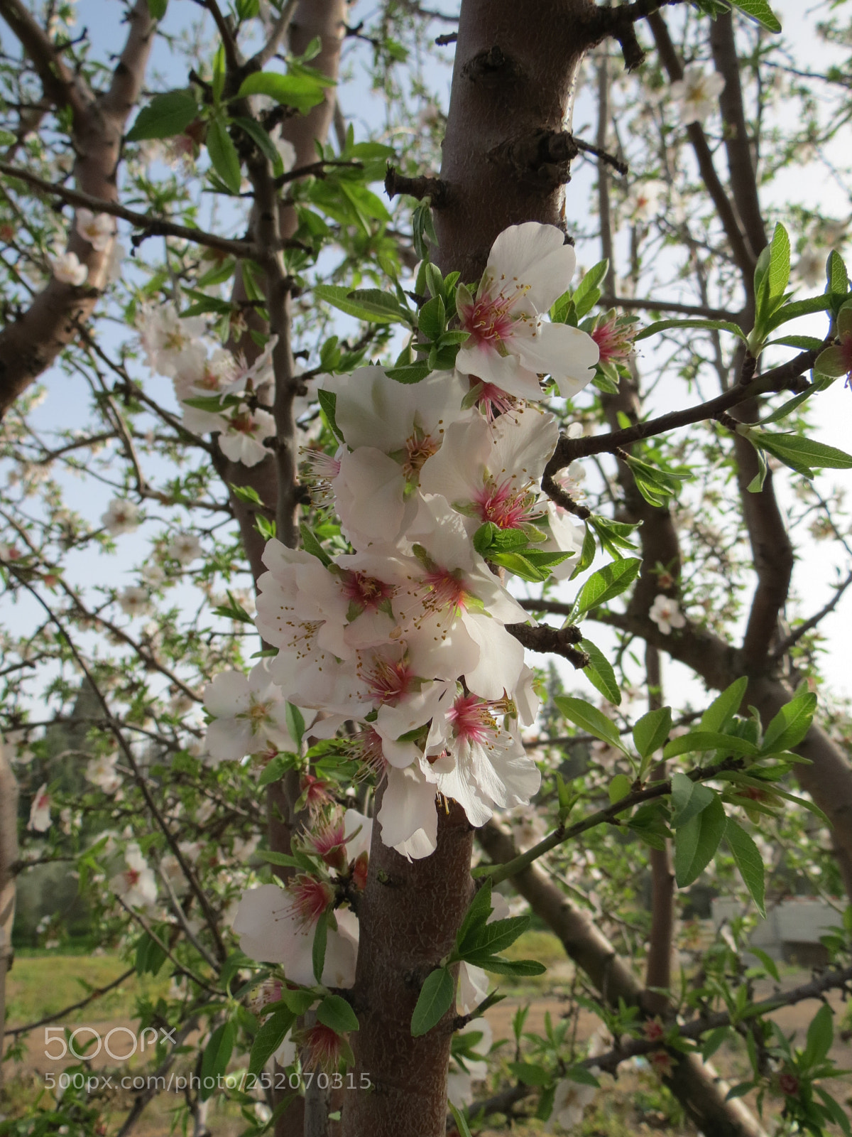 Canon PowerShot SX40 HS sample photo. Almonds blossoms photography